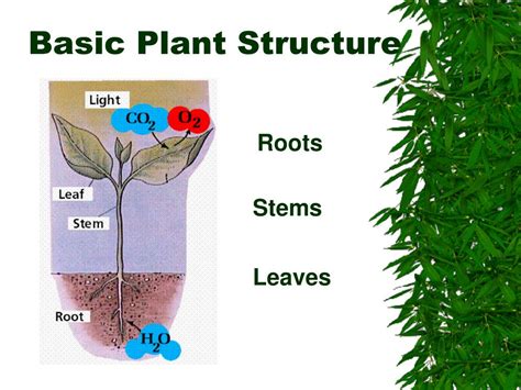Ppt Basic Plant Structure Powerpoint Presentation Free Download Id