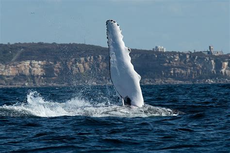 Insider's Guide to Whale Watching in Sydney | Whale watching, Whale watching cruise, Whale