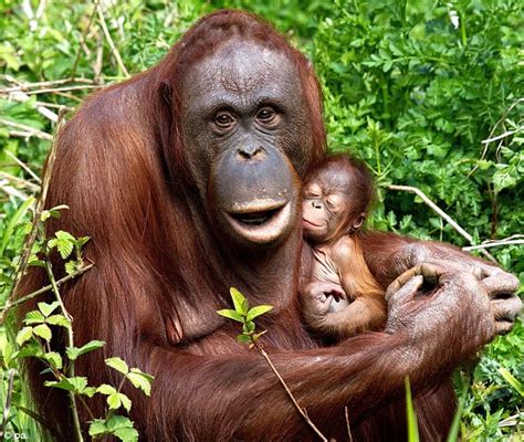 Cuddles With Mother Adorable Endangered Orangutan Is The First To Be