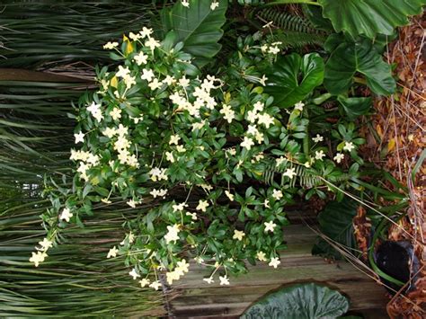 Lady of the night (1986) watch uncut | grindhouse and forgotten cinema. Brunfelsia nitida - Lady of the Night - Freund Flowering ...