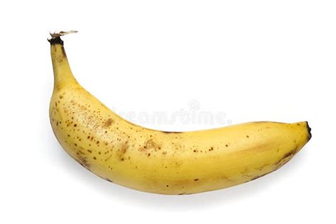 Perfect Ripe Single Banana Isolated Stock Image Image Of Studio