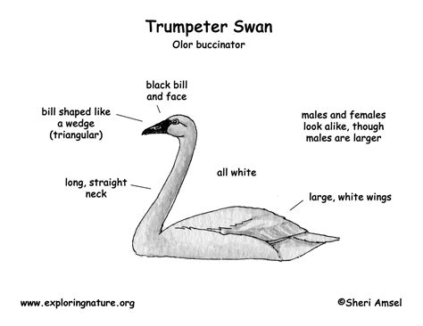 Trumpeter Swan Coloring Page Easy Coloring Page Ideas