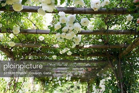 Close Up Of White Climbing Roses On Pergola Stock Images Page
