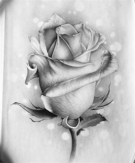 How To Draw A Realistic Rose