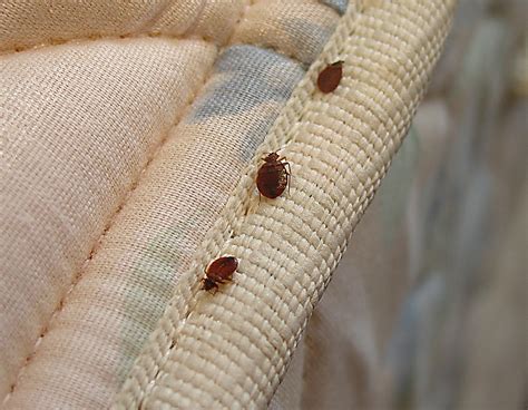 How To Avoid Bed Bugs When You Travel Wanderwisdom