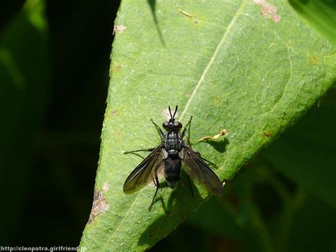 Black Fly 504 Insects And Nature