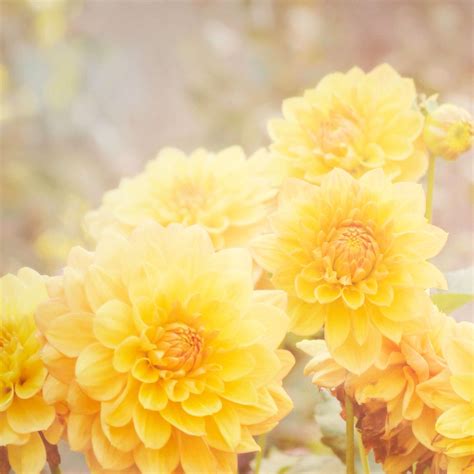 Pretty Yellow Flowers Flowers Photography Yellow Flowers Floral