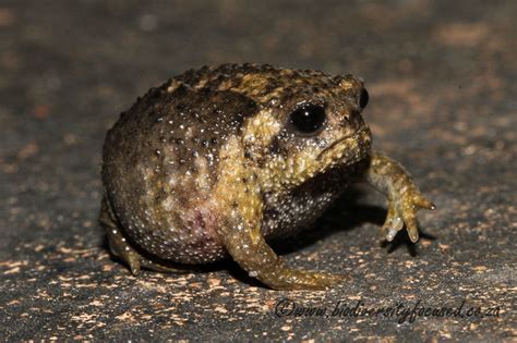 Biodiversity Focused Rain Frogs Breviceptidae