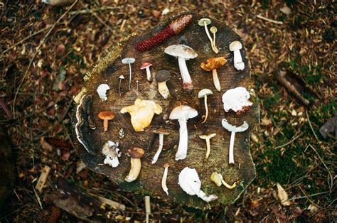 Identifying Mushrooms Know Your Mu Flickr