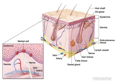 Neuroendocrine carcinoma of the skin. Merkel Cell Carcinoma Treatment (PDQ®): Treatment - Health ...