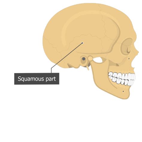 Anatomy Skull Behind Ear Mastoid Process Images Stock Photos Vectors