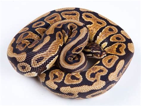 Spotnose Morph List World Of Ball Pythons Ball Python Snake