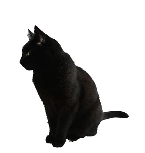 Gato Negro Sentado Png Transparente Stickpng