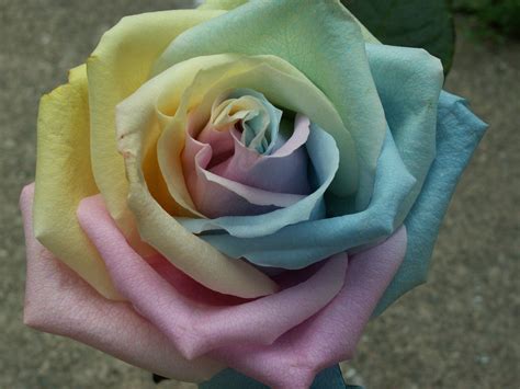 50 Silk Rainbow Pastel Tones Roses Flower Head