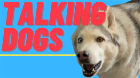 Hilarious Talking Dogs Caught On Camera Funny Dogs Compilation Youtube