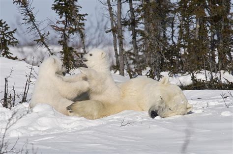 Mother Polar Bear Sleeps While Her Cubs Play Photograph By Richard