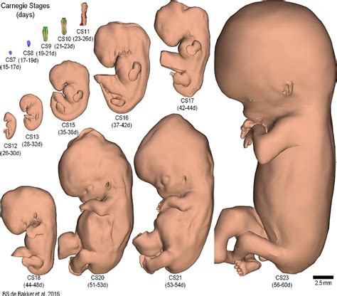 Lbumes Foto Etapas Del Desarrollo Embrionario Y Fetal El Ltimo