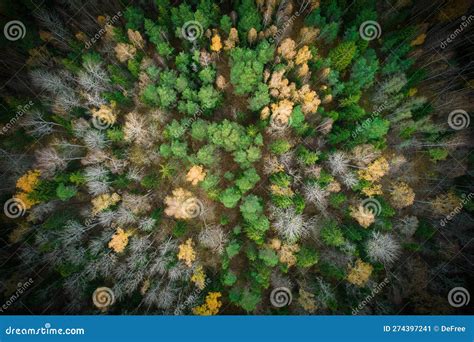 Above Aerial Shot Of Green Pine Forests And Yellow Foliage Groves With