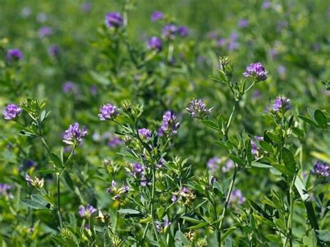 When To Plant Alfalfa Planting Guide 2024 Northern Nester