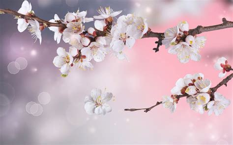 Flowers Wallpaper White Cherry Blossoms Wallpaper Desktop