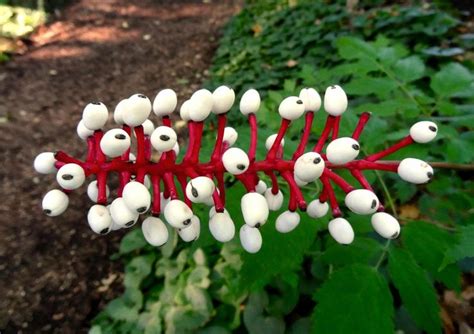 10 Dolls Eyes Flower White Baneberry Cohosh Actaea Etsy Doll Eyes