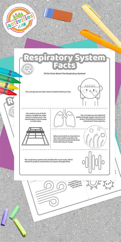 Super Cool Facts About The Respiratory System For Kids Who Love