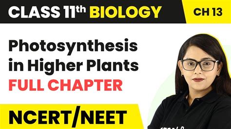 Photosynthesis In Higher Plants Full Chapter Explanation Class