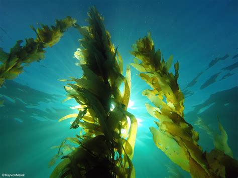 The Redwood Tree Of The Ocean Macrocystis Pyrifera Aka Giant Kelp Can