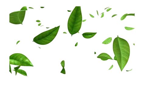 Green Leaves Png Transparent Images Png All