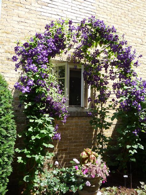 Two Clematis On Arched Trellis 2011 Secret Gardens Of Wauwatosa Tour