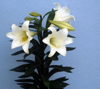 Easter Lily Wedding Bouquets Easter Lily Images Stock Photos Vectors Shutterstock We Use