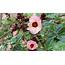 Growing Hibiscus/Roselle In Phoenix — Write On Rubee