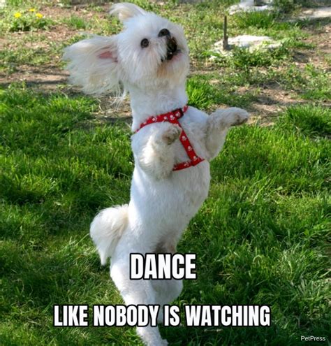 10 Funny Dancing Dog Meme Petpress