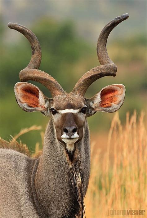 Young Kudu Bull Africa Animals African Animals Rare Animals