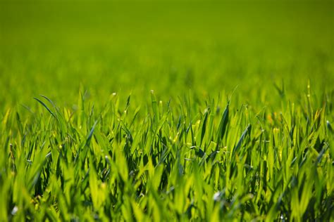 Free Photo Green Grass Field Agriculture Grassland Scenic Free
