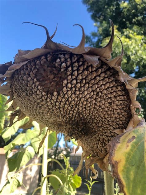 How To Harvest And Roast Sunflower Seeds Roasting Sunflower Seeds