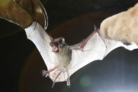 Fungus That Causes Fatal Bat Disease Found In Louisiana Zipe Education