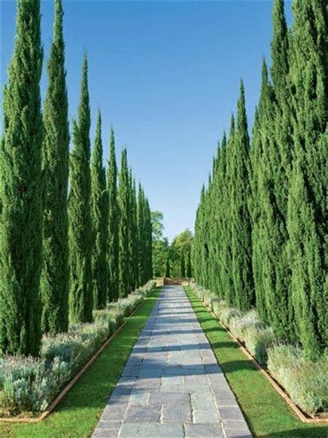Well Designed Greystone Estate Gardens Italian Cypress Trees And