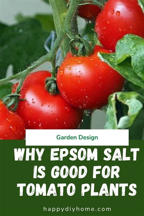 Why Use Epsom Salt For Tomato Plants Happy Diy Home