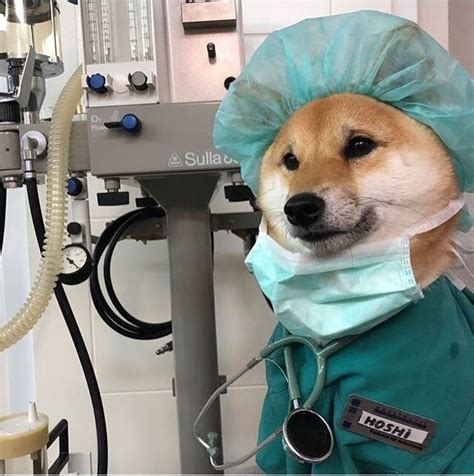 18 Hilarious Pictures Of Shiba Inu That Will Brighten Your Day Page 2