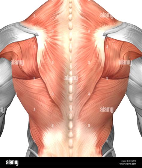 Mans Back Anatomy Back Muscles Anatomy Male 3d Render Stock