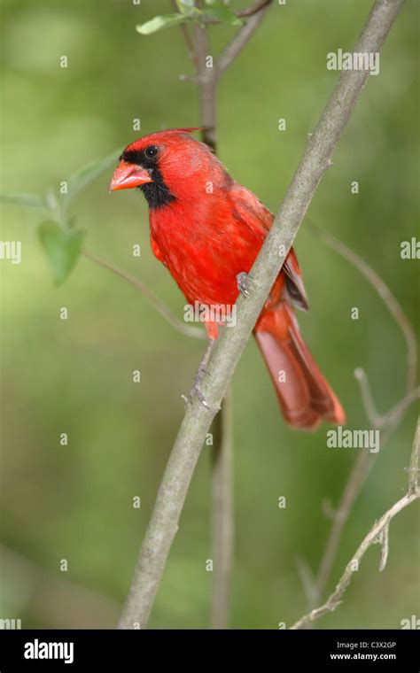A Red Bird The Northern Cardinal Male Cardinalis Cardinalis Stock