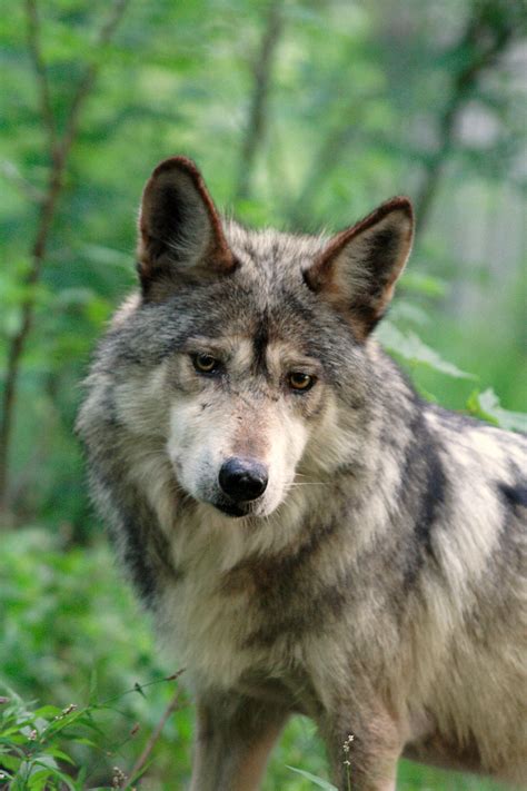 Coexisting With Mexican Gray Wolves A Tale Of