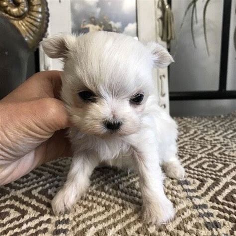 A white maltese are the ast breed among all puppies! Maddie - Micro Teacup Maltese - Puppy Therapy LLC