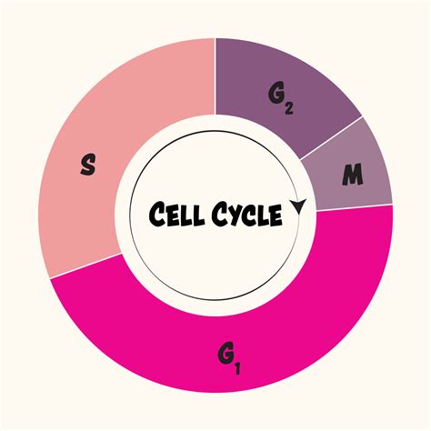 Phases Of The Cell Cycle 6894530 Vector Art At Vecteezy