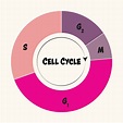 Phases of the cell cycle 6894530 Vector Art at Vecteezy