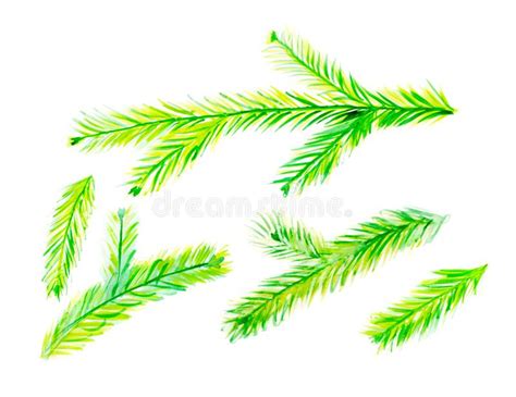 Collection Of Green Watercolor Christmas Tree Branches Isolated Stock