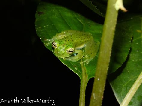 Emerald Glass Frog Centrolenella Prosoblepon Vicinity Of Flickr