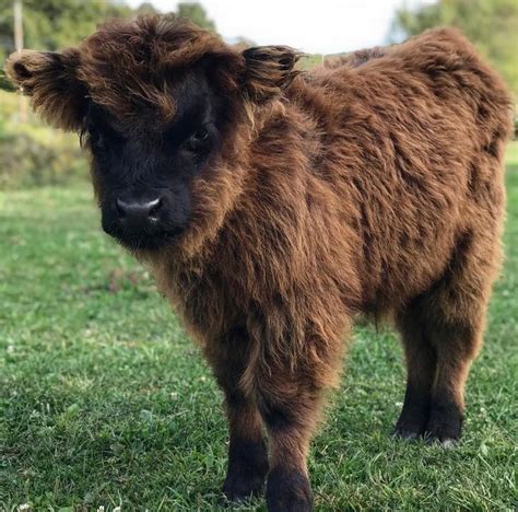 Scottish Highland Cows Are Stealing Hearts All Across The Internet