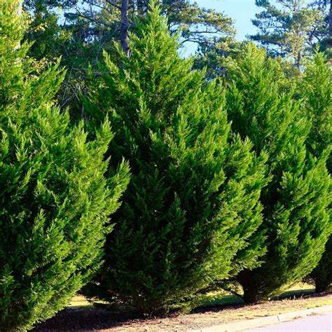 Buy Leyland Cypress Tree For Your Garden Plants Express